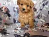 Toy Poodle Yavrular Bursa Köpek Okulu