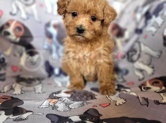 Toy Poodle Yavrular Bursa Köpek Okulu