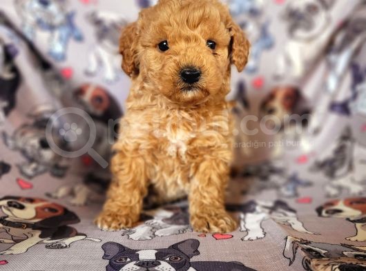 Toy Poodle Yavrular Bursa Köpek Okulu görsel