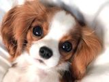 Cavalier King Charles Spaniel Orjinal Safkan Gerçek Garantili
