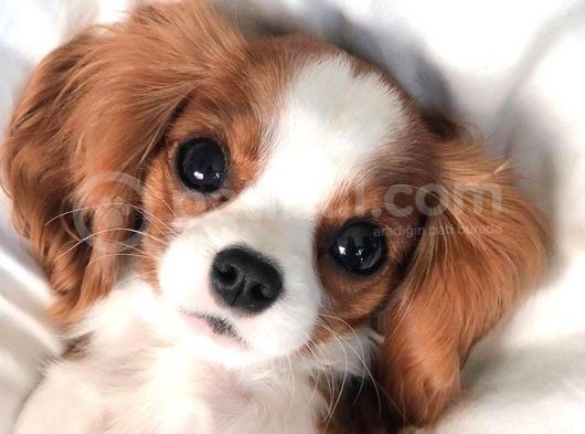 Cavalier King Charles Spaniel Orjinal Safkan Gerçek Garantili görsel