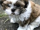 Shih Tzu Safkan Basık Surat Orjinal Garantili Cüce