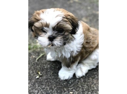 Shih Tzu Safkan Basık Surat Orjinal Garantili Cüce görsel
