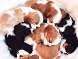Cavalier King Charles Spaniel Orjinal Safkan Gerçek Garantili
