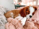 Cavalier King Charles Spaniel Orjinal Safkan Gerçek Garantili
