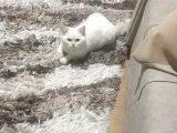 Safkan British Shorthair Beyaz Renk Mavi Göz