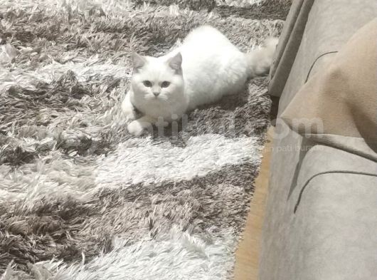 Safkan British Shorthair Beyaz Renk Mavi Göz görsel