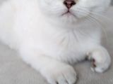 Safkan British Shorthair Beyaz Renk Mavi Göz