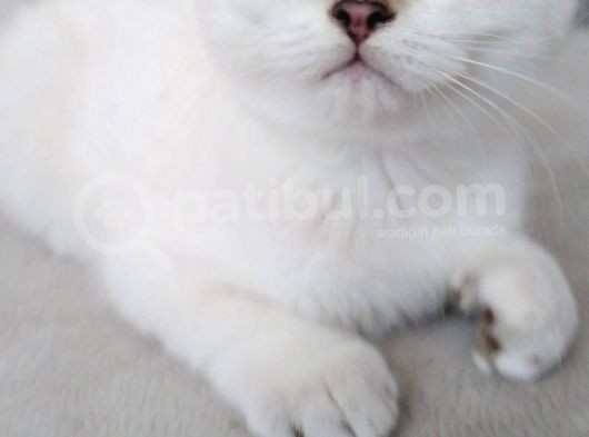 Safkan British Shorthair Beyaz Renk Mavi Göz