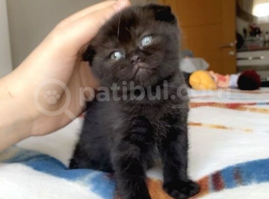 Beyaz Ve Kahverengi Kedilerimiz görsel