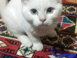 Safkan British Shorthair Beyaz Renk Mavi Göz