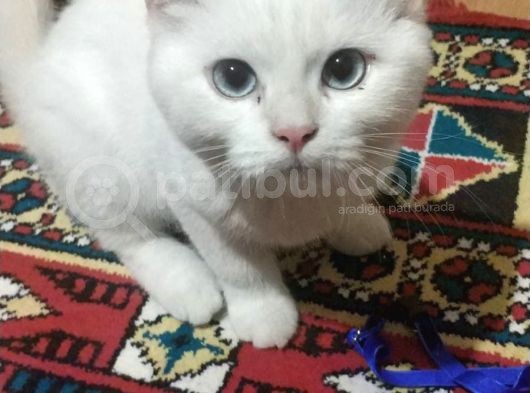 Safkan British Shorthair Beyaz Renk Mavi Göz görsel