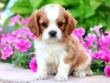 Cavalier King Charles Spaniel Orjinal Safkan Gerçek Garantili