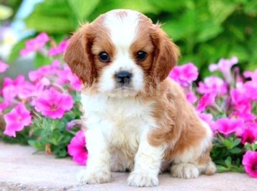 Cavalier King Charles Spaniel Orjinal Safkan Gerçek Garantili görsel