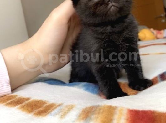 Beyaz Ve Kahverengi Kedilerimiz görsel
