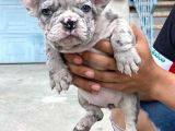 French Bulldog Blue Merle Gri Mavi Gözlü Safkan Nadir Renk