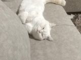 Safkan British Shorthair Beyaz Renk Mavi Göz