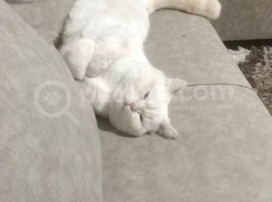 Safkan British Shorthair Beyaz Renk Mavi Göz görsel