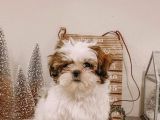 Shih Tzu Safkan Basık Surat Orjinal Garantili Cüce