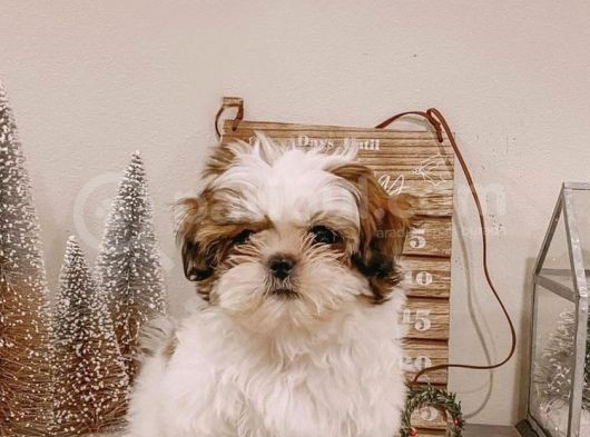 Shih Tzu Safkan Basık Surat Orjinal Garantili Cüce görsel