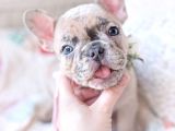 French Bulldog Blue Merle Gri Mavi Gözlü Safkan Nadir Renk