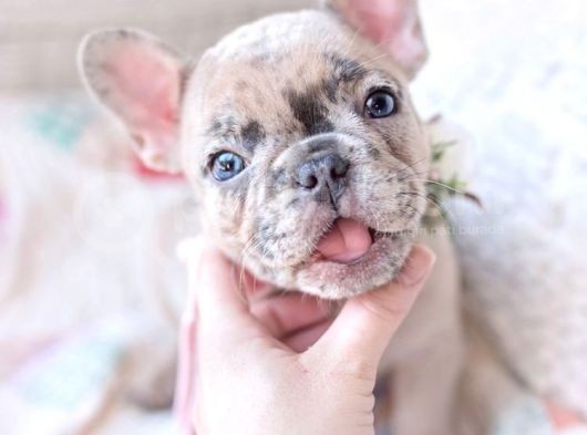 French Bulldog Blue Merle Gri Mavi Gözlü Safkan Nadir Renk görsel