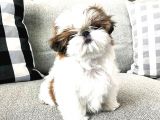 Shih Tzu Safkan Basık Surat Orjinal Garantili Cüce