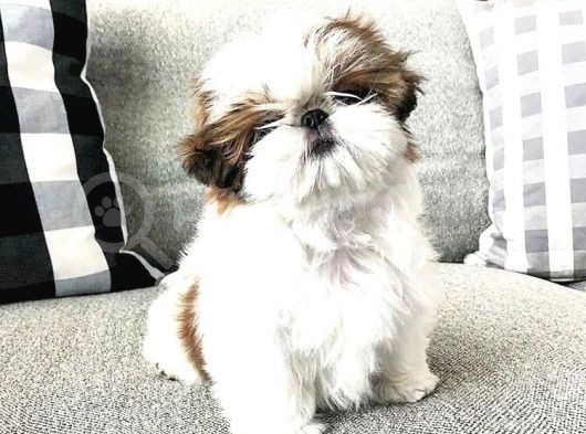 Shih Tzu Safkan Basık Surat Orjinal Garantili Cüce