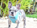 French Bulldog Blue Merle Gri Mavi Gözlü Safkan Nadir Renk