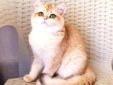 Türkiyede Yok! Zümrüt Göz British Longhair Ny11 Ny12Golden