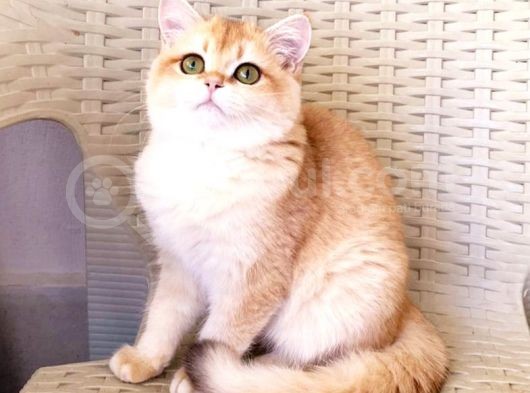 Türkiyede Yok! Zümrüt Göz British Longhair Ny11 Ny12Golden görsel