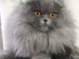 16 Aylık Dişi Scottish Fold Kalitede 1 Numara