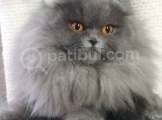 16 Aylık Dişi Scottish Fold Kalitede 1 Numara görsel