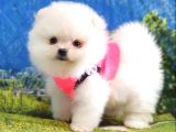 Orjinal Pomeranian Boo Yavrularımız