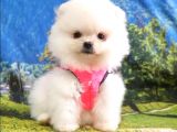 Orjinal Pomeranian Boo Yavrularımız