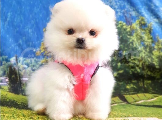 Orjinal Pomeranian Boo Yavrularımız görsel