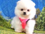 Orjinal Pomeranian Boo Yavrularımız