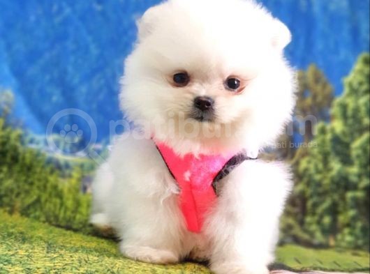 Orjinal Pomeranian Boo Yavrularımız görsel