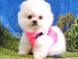 Orjinal Pomeranian Boo Yavrularımız
