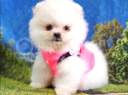 Orjinal Pomeranian Boo Yavrularımız görsel