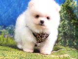 Satılık Pomeranian Boo Teddy Bear Yavrular