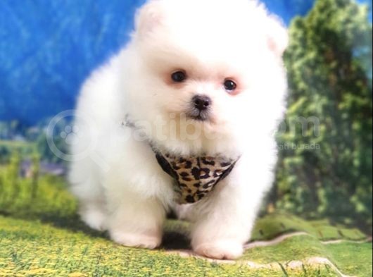 Satılık Pomeranian Boo Teddy Bear Yavrular görsel