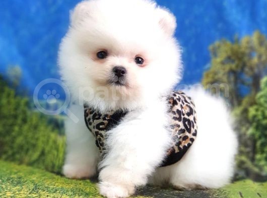 Satılık Pomeranian Boo Teddy Bear Yavrular görsel