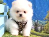 Satılık Pomeranian Boo Teddy Bear Yavrular
