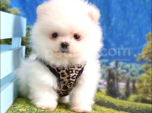 Satılık Pomeranian Boo Teddy Bear Yavrular görsel
