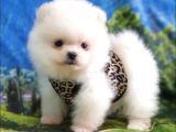 Satılık Pomeranian Boo Teddy Bear Yavrular