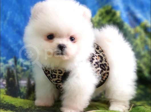 Satılık Pomeranian Boo Teddy Bear Yavrular görsel