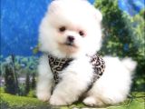 Satılık Pomeranian Boo Teddy Bear Yavrular