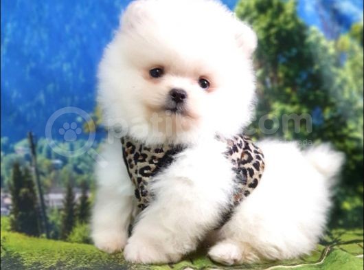 Satılık Pomeranian Boo Teddy Bear Yavrular görsel