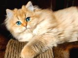 Türkiyede Yok! Zümrüt Göz British Longhair Ny11 Ny12Golden